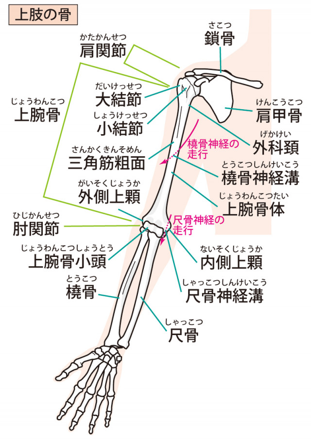 上肢の関節 イラスト