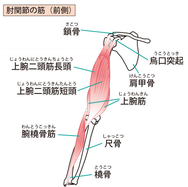肘関節の写真